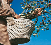 Cesta de mimbre Recoleccion-de-la-aceituna