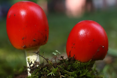 அழகிய கலர்ஃபுல் காளான்கள் - தாவரவியல் அதிசயம் Mushrooms9