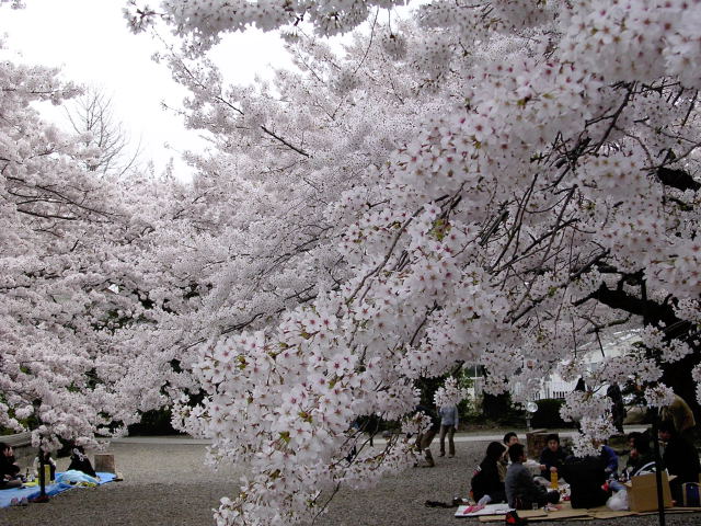 இயற்கையின் அழகுகள் Snowy-Japan%2B(10)