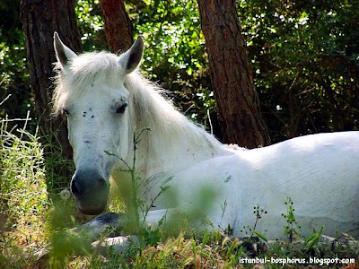 Shado's Bios  (Shadow Heart) White-horse-of-prince-island