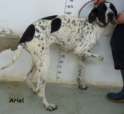 Ariel y Kara, cojitas, con deformidades, abocadas al abandono y a la indiferencia, SOS Ariel