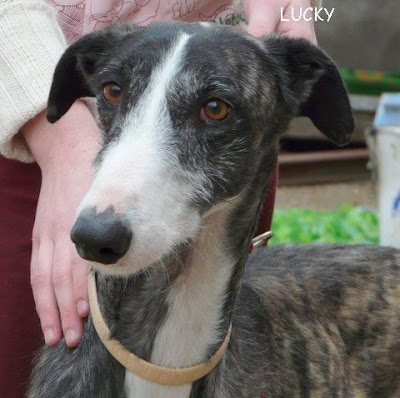 Se necesitan acogidas galgos pasando mucho frio en Madrid Luckygalgo