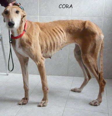 Se necesitan acogidas galgos pasando mucho frio en Madrid Coragalga