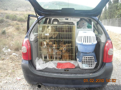 Novedades y fotos del rescate de los abuelitos de Murcia Cagitancieza4