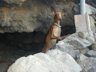 Otra muestra mas de como tratan los cazadores a sus animales, se ve cuanto amor los tienen DSCN0423