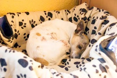 ADOPTADA!! Abril, chiguagua de 2 kilos. Fue encontrada en muy malas condiciones y ahora esta bastante recuperadita... necesita un adoptantemuy especial... El Arca de Noe Córdoba (PE) Abril02