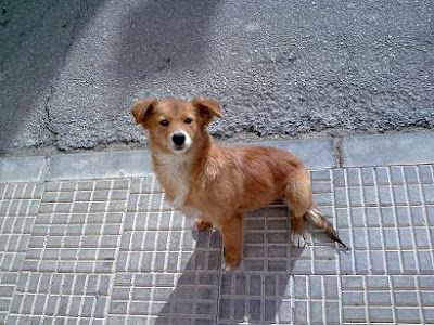 Luna, cachorrita de 5 meses durmiendo y viviendo en la triste calle, SOS Sevilla Imagen251%5B1%5D