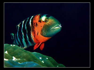 Fish wallpaper  صور سمك في غاية الروعة 14