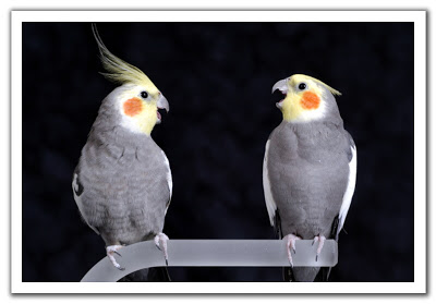 صور طيور للعاطفيين 12