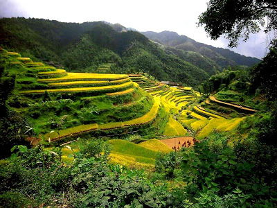 خلفيات جميلة  China_Rice_Terraces_-_Guangxi