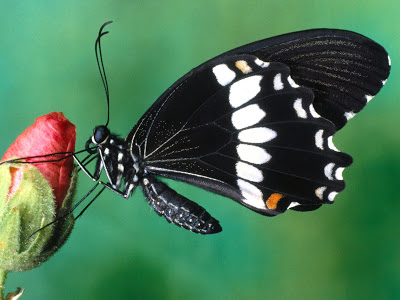 خلفيات جميلة  Flowers_-_Papilio_Polytes_Butterfly