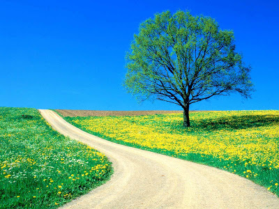 خلفيات جميلة  Flowers_-_Spring_Road