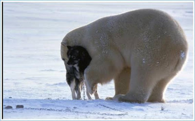 El oso y los perros. 5