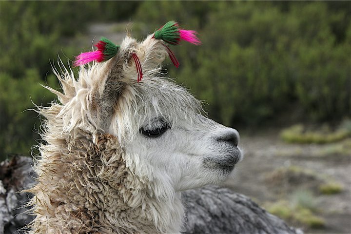 Entrega dos Presentes do Amigo Oculto. AP3GirlAlpaca