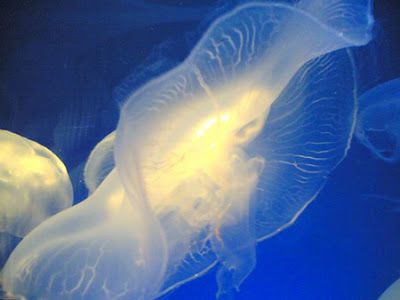 Độc sứa có thể trị bất lực! Jelly_fish__musee_galleryfu