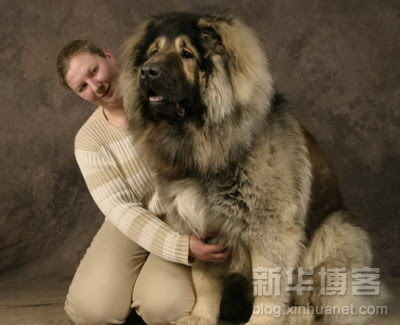 anjing terbesar di dunia 1