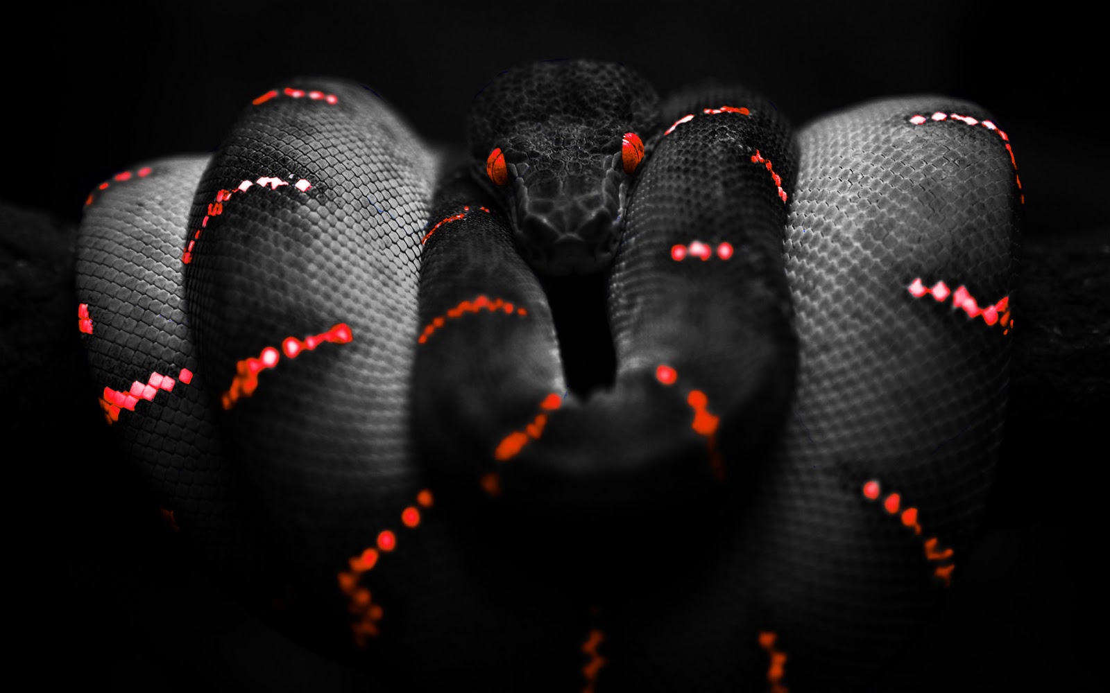 Sa numaram pana la 1000 Photoshop_Snake_HD_wallpaper_red