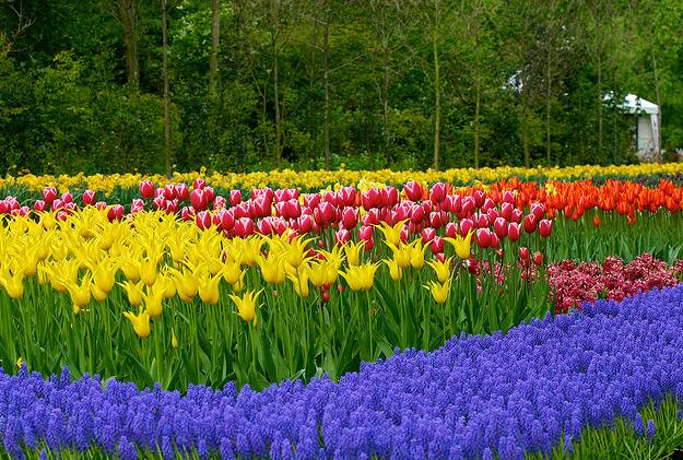 حديقة كوكنهوف أكبر حديقة زهور في العالم Keukenhof, the world's largest flower garden Flor9