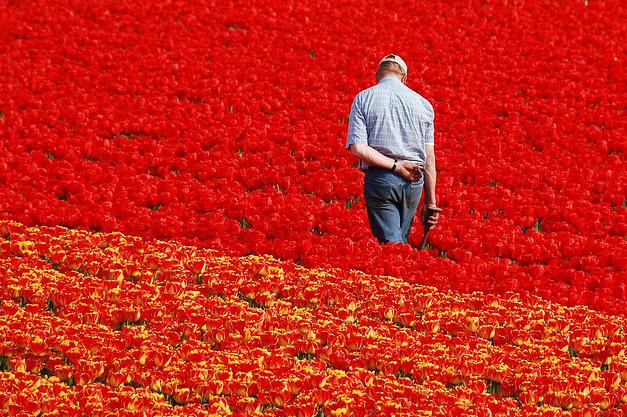 حديقة كوكنهوف أكبر حديقة زهور في العالم Keukenhof, the world's largest flower garden Flor10