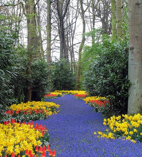 حديقة كوكنهوف أكبر حديقة زهور في العالم Keukenhof, the world's largest flower garden Flor7