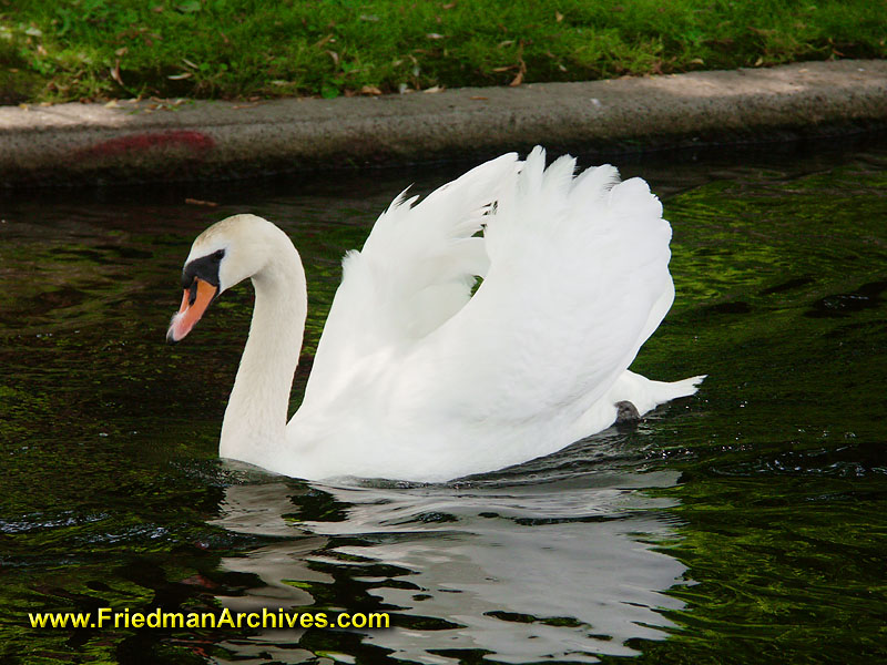 அட அப்படியா...?-படங்களுடன் Swan