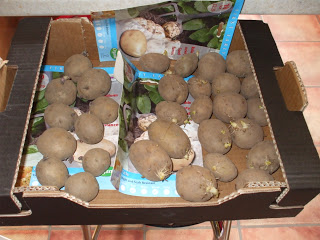 Growing potatoes and Jerusalem artichokes DSCF4825