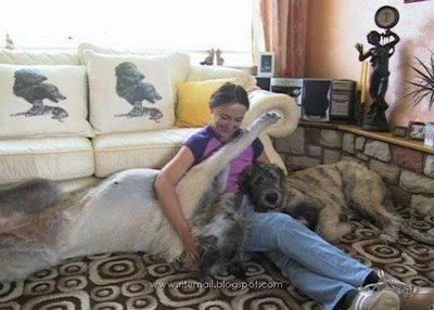 World's Biggest Dogs - Is it Real? Biggest_dogs_007