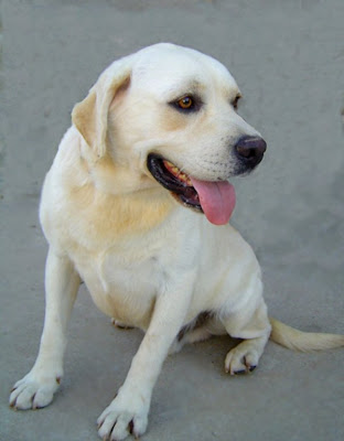 TROY - perrito joven - SOS Golden... ADOPTADO!!! Troy