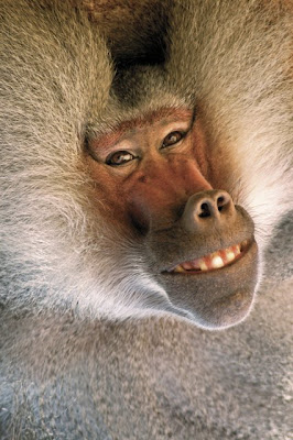 le centieme singe Baboon