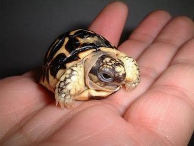 اسماء جميع السلاحف في العالم Baby_turtle%2520%283%29