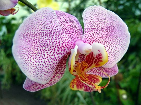 Orhideje White-purple%2Bspotted%2BPhalaenopsis%2Borchid-macro%2Bphoto