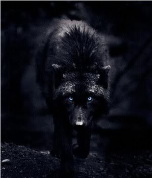 Kul ulvene. ____Black_Wolf_____by_XxJared_Leto_