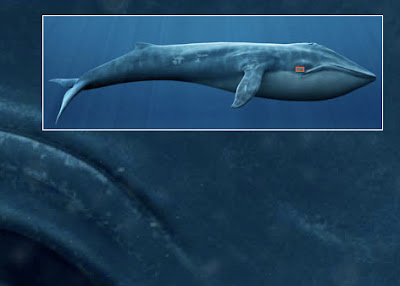 الحوت الازرق Blue_whale