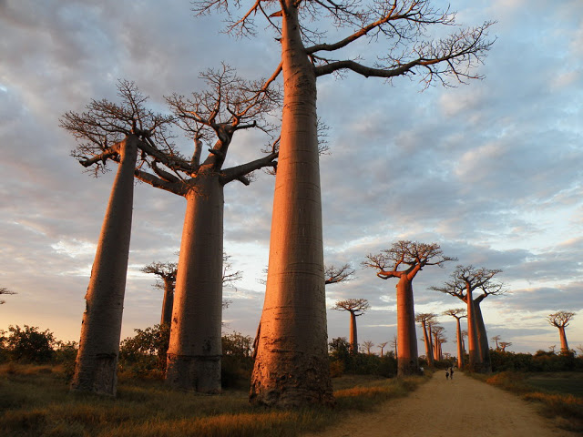    شاهد احداث ومشاهدغريبه بالصور  من العالم - صفحة 2 Baobab_12032455ba1a3d_o