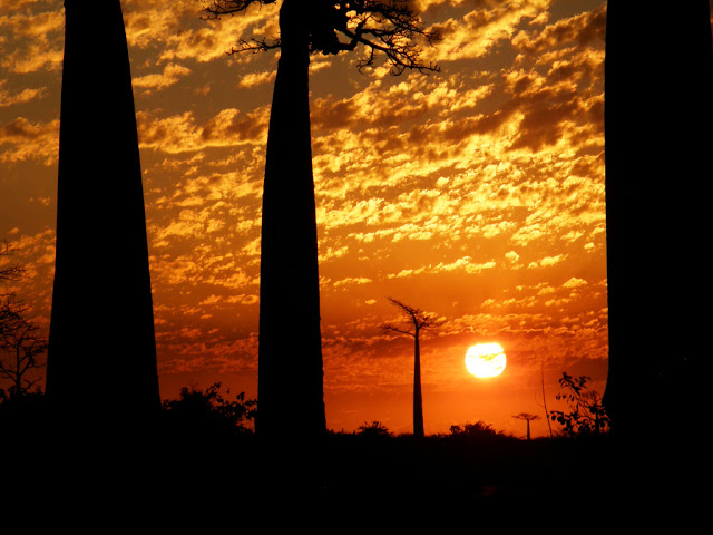 أشجارباوباب جذورها في السماء Baobab_4956047431_5da2236819_b