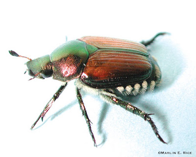 سبحان الخالق: خنفساء لديها سلاح ناري Japanese_beetle_adult