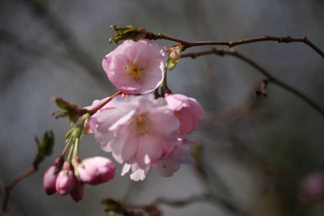 Un lundi de Pâques Prunus