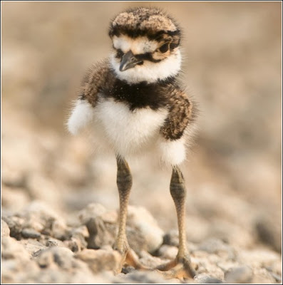 EL MUNDO EN TODO SU ESPLENDOR - Página 19 Pajaro-feo-00