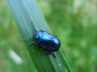 [Oreina sp.] Chrysomèle ? DSC01688