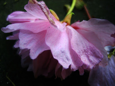 Noms de table thme "La Nature" Fleurs-cerisier