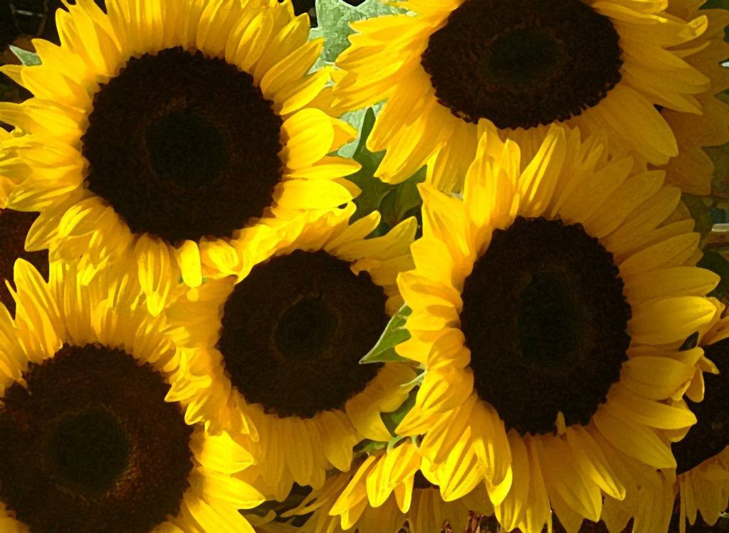 What is your favorite flower?  (post pictures) Sunflowers