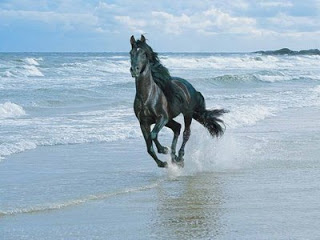   X X    -  3 Horse-beach