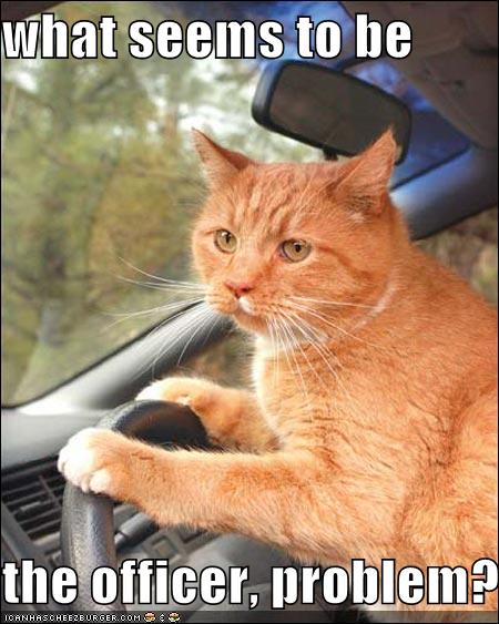 Plaatjes vragen - Pagina 4 Funny-pictures-orange-cat-driving