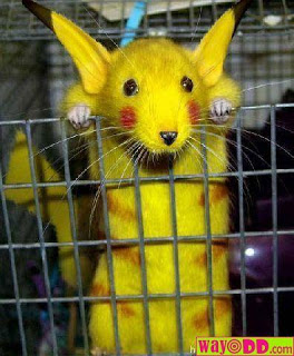 Los animales también son cosplayers  Funny-pictures-pikachu-mouse-T2k