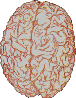 Diferencias en cómo el cerebro masculino y femenino manejan actividades visuales jeje Cerebro_masculino