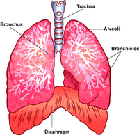 Sistem Pernapasan  Paru-paru