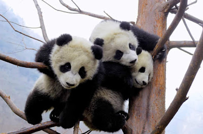 Terremoto en China crea molestias a pandas Fot-hoy3