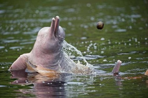 دلافين نهر الأمازون Mini-amazon-dolphins07