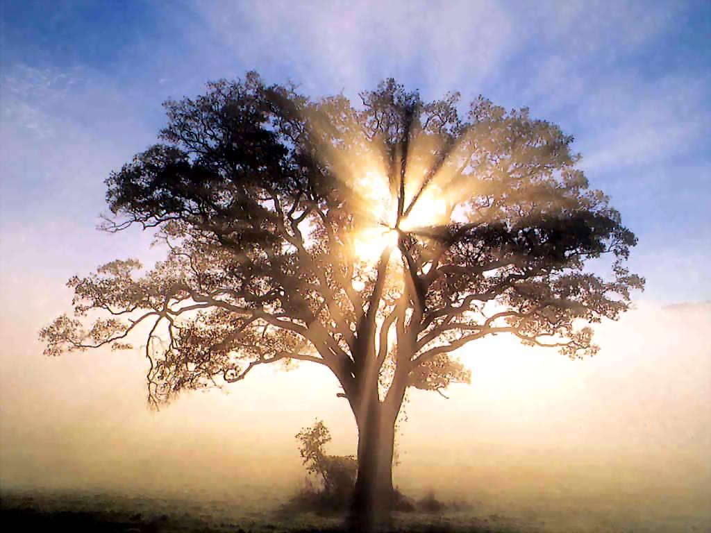 Copacul Vietii America_-_oak_tree_in_new_england_sunrise