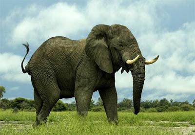 10 Hewan Paling Kuat di Dunia Elephant